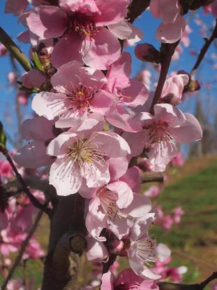 Nectarine blossoms_Fausel